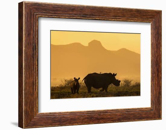 White rhino, Ceratotherium simum, calf and cow, Zimanga private game reserve, KwaZulu-Natal-Ann & Steve Toon-Framed Photographic Print