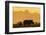 White rhino, Ceratotherium simum, calf and cow, Zimanga private game reserve, KwaZulu-Natal-Ann & Steve Toon-Framed Photographic Print