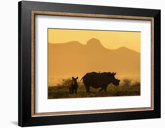 White rhino, Ceratotherium simum, calf and cow, Zimanga private game reserve, KwaZulu-Natal-Ann & Steve Toon-Framed Photographic Print