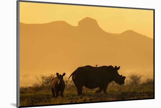 White rhino, Ceratotherium simum, calf and cow, Zimanga private game reserve, KwaZulu-Natal-Ann & Steve Toon-Mounted Photographic Print