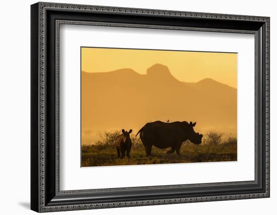 White rhino, Ceratotherium simum, calf and cow, Zimanga private game reserve, KwaZulu-Natal-Ann & Steve Toon-Framed Photographic Print