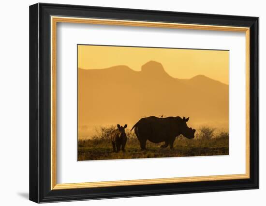 White rhino, Ceratotherium simum, calf and cow, Zimanga private game reserve, KwaZulu-Natal-Ann & Steve Toon-Framed Photographic Print