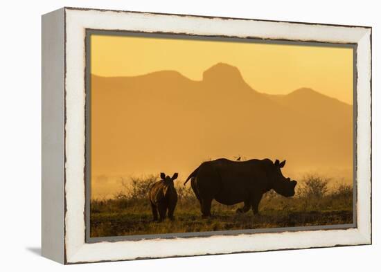 White rhino, Ceratotherium simum, calf and cow, Zimanga private game reserve, KwaZulu-Natal-Ann & Steve Toon-Framed Premier Image Canvas