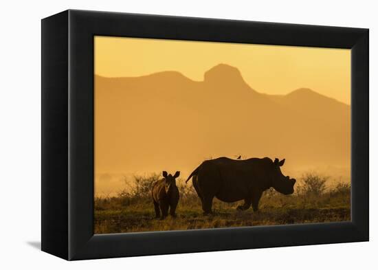 White rhino, Ceratotherium simum, calf and cow, Zimanga private game reserve, KwaZulu-Natal-Ann & Steve Toon-Framed Premier Image Canvas