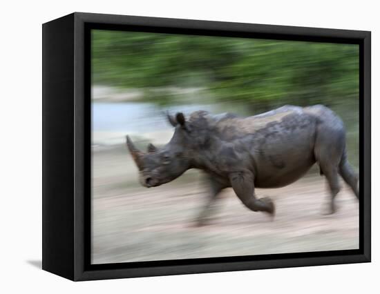 White Rhino (Ceratotherium Simum) Charging, Hlane Royal National Park Game Reserve, Swaziland-Ann & Steve Toon-Framed Premier Image Canvas