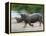 White Rhino (Ceratotherium Simum) Charging, Hlane Royal National Park Game Reserve, Swaziland-Ann & Steve Toon-Framed Premier Image Canvas