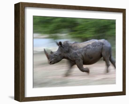 White Rhino (Ceratotherium Simum) Charging, Hlane Royal National Park Game Reserve, Swaziland-Ann & Steve Toon-Framed Photographic Print
