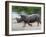 White Rhino (Ceratotherium Simum) Charging, Hlane Royal National Park Game Reserve, Swaziland-Ann & Steve Toon-Framed Photographic Print