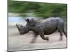 White Rhino (Ceratotherium Simum) Charging, Hlane Royal National Park Game Reserve, Swaziland-Ann & Steve Toon-Mounted Photographic Print