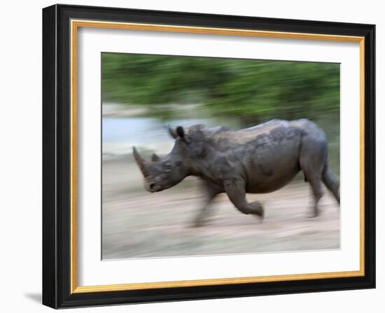 White Rhino (Ceratotherium Simum) Charging, Hlane Royal National Park Game Reserve, Swaziland-Ann & Steve Toon-Framed Photographic Print