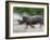 White Rhino (Ceratotherium Simum) Charging, Hlane Royal National Park Game Reserve, Swaziland-Ann & Steve Toon-Framed Photographic Print