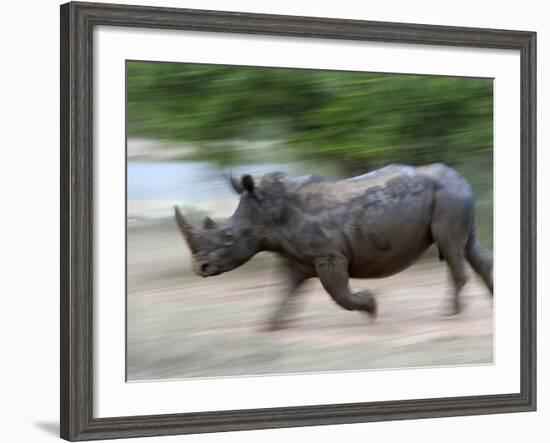 White Rhino (Ceratotherium Simum) Charging, Hlane Royal National Park Game Reserve, Swaziland-Ann & Steve Toon-Framed Photographic Print