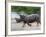 White Rhino (Ceratotherium Simum) Charging, Hlane Royal National Park Game Reserve, Swaziland-Ann & Steve Toon-Framed Photographic Print