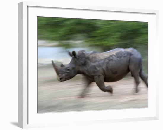 White Rhino (Ceratotherium Simum) Charging, Hlane Royal National Park Game Reserve, Swaziland-Ann & Steve Toon-Framed Photographic Print