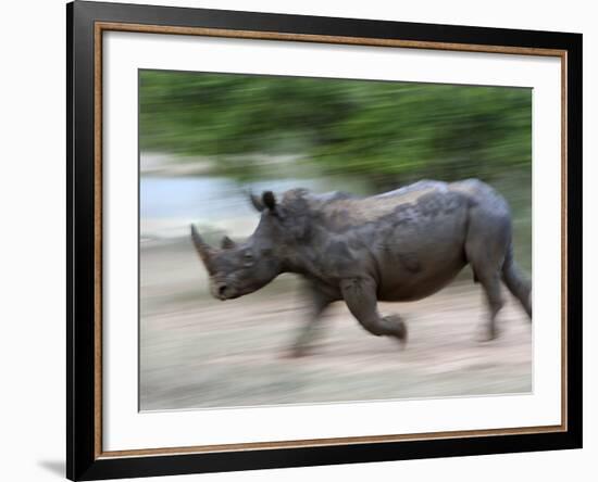 White Rhino (Ceratotherium Simum) Charging, Hlane Royal National Park Game Reserve, Swaziland-Ann & Steve Toon-Framed Photographic Print