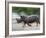 White Rhino (Ceratotherium Simum) Charging, Hlane Royal National Park Game Reserve, Swaziland-Ann & Steve Toon-Framed Photographic Print