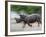 White Rhino (Ceratotherium Simum) Charging, Hlane Royal National Park Game Reserve, Swaziland-Ann & Steve Toon-Framed Photographic Print