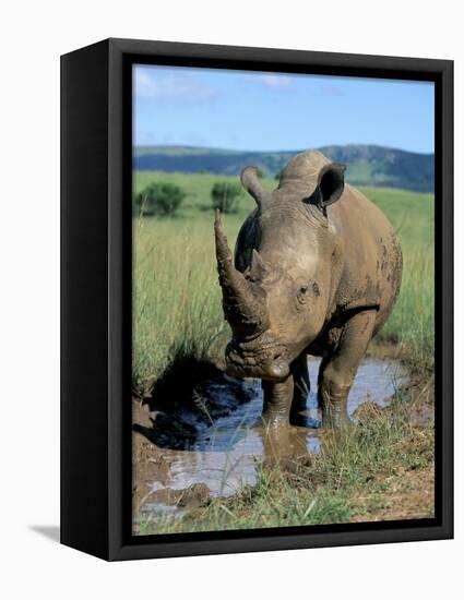 White Rhino (Ceratotherium Simum) Cooling Off, Itala Game Reserve, South Africa, Africa-Steve & Ann Toon-Framed Premier Image Canvas