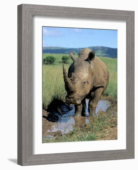 White Rhino (Ceratotherium Simum) Cooling Off, Itala Game Reserve, South Africa, Africa-Steve & Ann Toon-Framed Photographic Print