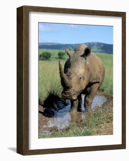 White Rhino (Ceratotherium Simum) Cooling Off, Itala Game Reserve, South Africa, Africa-Steve & Ann Toon-Framed Photographic Print