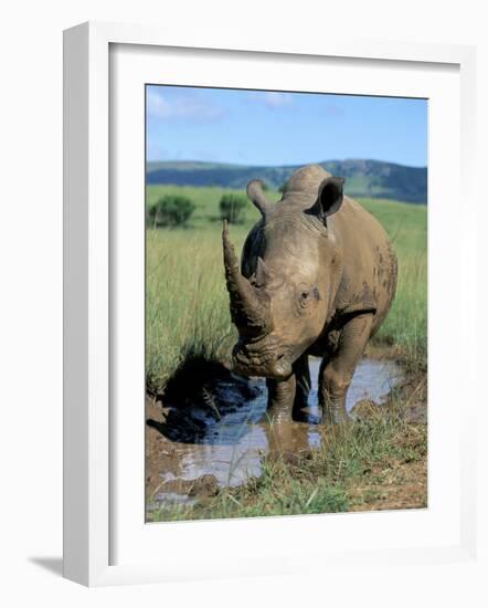 White Rhino (Ceratotherium Simum) Cooling Off, Itala Game Reserve, South Africa, Africa-Steve & Ann Toon-Framed Photographic Print