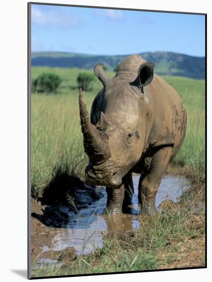 White Rhino (Ceratotherium Simum) Cooling Off, Itala Game Reserve, South Africa, Africa-Steve & Ann Toon-Mounted Photographic Print