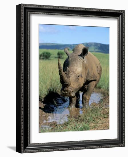 White Rhino (Ceratotherium Simum) Cooling Off, Itala Game Reserve, South Africa, Africa-Steve & Ann Toon-Framed Photographic Print