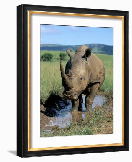 White Rhino (Ceratotherium Simum) Cooling Off, Itala Game Reserve, South Africa, Africa-Steve & Ann Toon-Framed Photographic Print