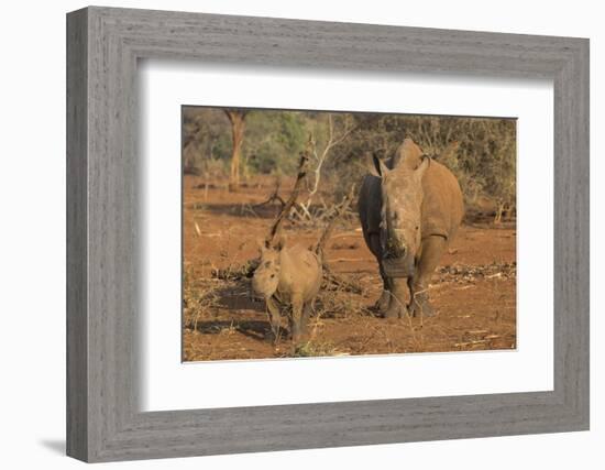 White rhino (Ceratotherium simum) cow with calf, Zimanga private game reserve, KwaZulu-Natal, South-Ann and Steve Toon-Framed Photographic Print