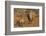 White rhino (Ceratotherium simum) cow with calf, Zimanga private game reserve, KwaZulu-Natal, South-Ann and Steve Toon-Framed Photographic Print