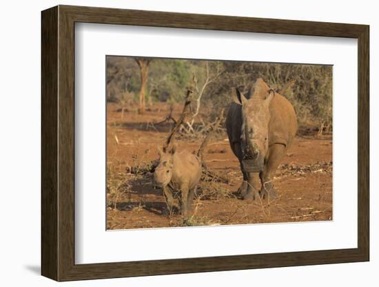 White rhino (Ceratotherium simum) cow with calf, Zimanga private game reserve, KwaZulu-Natal, South-Ann and Steve Toon-Framed Photographic Print