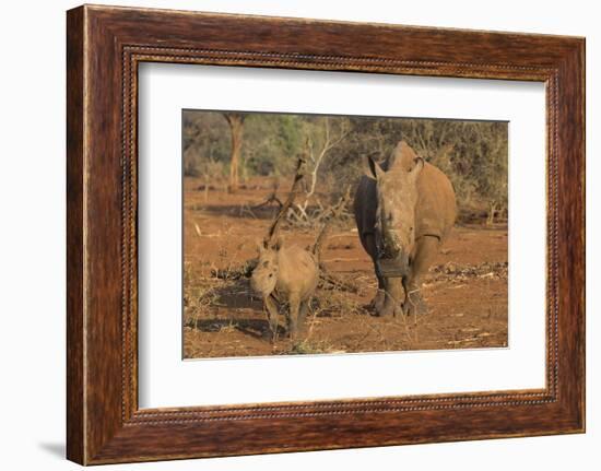 White rhino (Ceratotherium simum) cow with calf, Zimanga private game reserve, KwaZulu-Natal, South-Ann and Steve Toon-Framed Photographic Print