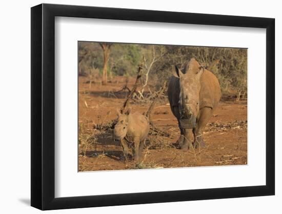 White rhino (Ceratotherium simum) cow with calf, Zimanga private game reserve, KwaZulu-Natal, South-Ann and Steve Toon-Framed Photographic Print