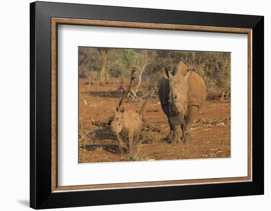 White rhino (Ceratotherium simum) cow with calf, Zimanga private game reserve, KwaZulu-Natal, South-Ann and Steve Toon-Framed Photographic Print