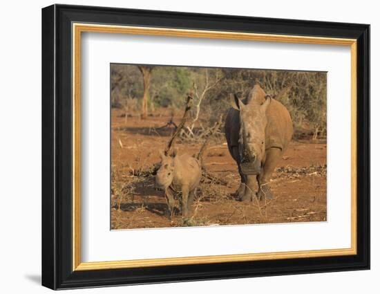 White rhino (Ceratotherium simum) cow with calf, Zimanga private game reserve, KwaZulu-Natal, South-Ann and Steve Toon-Framed Photographic Print