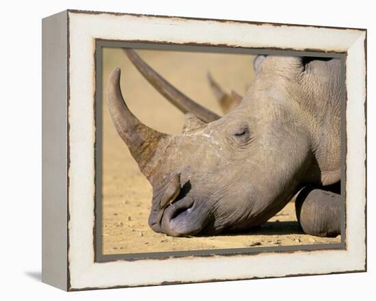 White Rhino (Ceratotherium Simum), Hluhluwe Game Reserve, Kwazulu Natal, South Africa, Africa-Steve & Ann Toon-Framed Premier Image Canvas