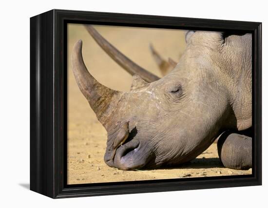 White Rhino (Ceratotherium Simum), Hluhluwe Game Reserve, Kwazulu Natal, South Africa, Africa-Steve & Ann Toon-Framed Premier Image Canvas