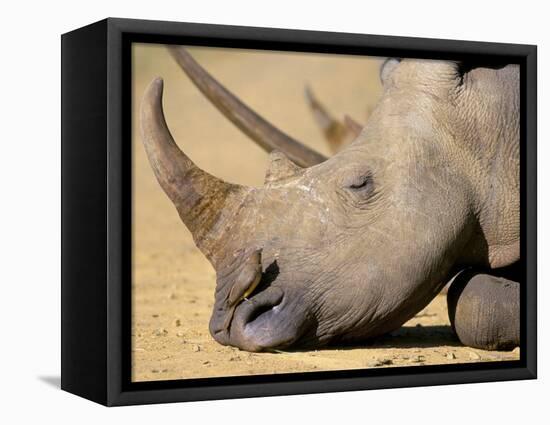 White Rhino (Ceratotherium Simum), Hluhluwe Game Reserve, Kwazulu Natal, South Africa, Africa-Steve & Ann Toon-Framed Premier Image Canvas