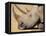 White Rhino (Ceratotherium Simum), Hluhluwe Game Reserve, Kwazulu Natal, South Africa, Africa-Steve & Ann Toon-Framed Premier Image Canvas