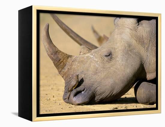 White Rhino (Ceratotherium Simum), Hluhluwe Game Reserve, Kwazulu Natal, South Africa, Africa-Steve & Ann Toon-Framed Premier Image Canvas