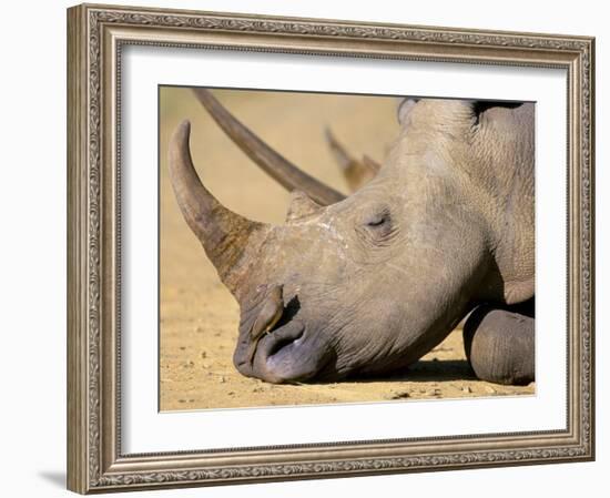 White Rhino (Ceratotherium Simum), Hluhluwe Game Reserve, Kwazulu Natal, South Africa, Africa-Steve & Ann Toon-Framed Photographic Print