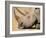 White Rhino (Ceratotherium Simum), Hluhluwe Game Reserve, Kwazulu Natal, South Africa, Africa-Steve & Ann Toon-Framed Photographic Print