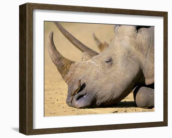 White Rhino (Ceratotherium Simum), Hluhluwe Game Reserve, Kwazulu Natal, South Africa, Africa-Steve & Ann Toon-Framed Photographic Print