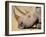 White Rhino (Ceratotherium Simum), Hluhluwe Game Reserve, Kwazulu Natal, South Africa, Africa-Steve & Ann Toon-Framed Photographic Print