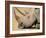 White Rhino (Ceratotherium Simum), Hluhluwe Game Reserve, Kwazulu Natal, South Africa, Africa-Steve & Ann Toon-Framed Photographic Print