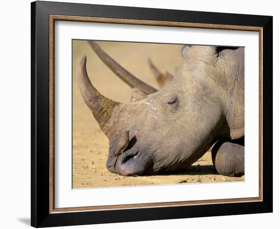 White Rhino (Ceratotherium Simum), Hluhluwe Game Reserve, Kwazulu Natal, South Africa, Africa-Steve & Ann Toon-Framed Photographic Print