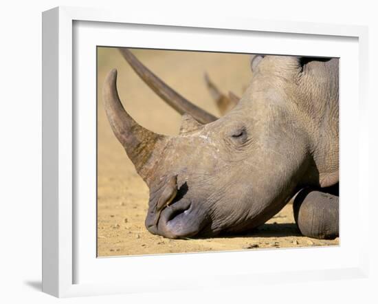 White Rhino (Ceratotherium Simum), Hluhluwe Game Reserve, Kwazulu Natal, South Africa, Africa-Steve & Ann Toon-Framed Photographic Print