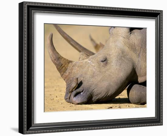 White Rhino (Ceratotherium Simum), Hluhluwe Game Reserve, Kwazulu Natal, South Africa, Africa-Steve & Ann Toon-Framed Photographic Print