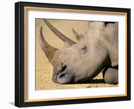 White Rhino (Ceratotherium Simum), Hluhluwe Game Reserve, Kwazulu Natal, South Africa, Africa-Steve & Ann Toon-Framed Photographic Print