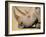 White Rhino (Ceratotherium Simum), Hluhluwe Game Reserve, Kwazulu Natal, South Africa, Africa-Steve & Ann Toon-Framed Photographic Print